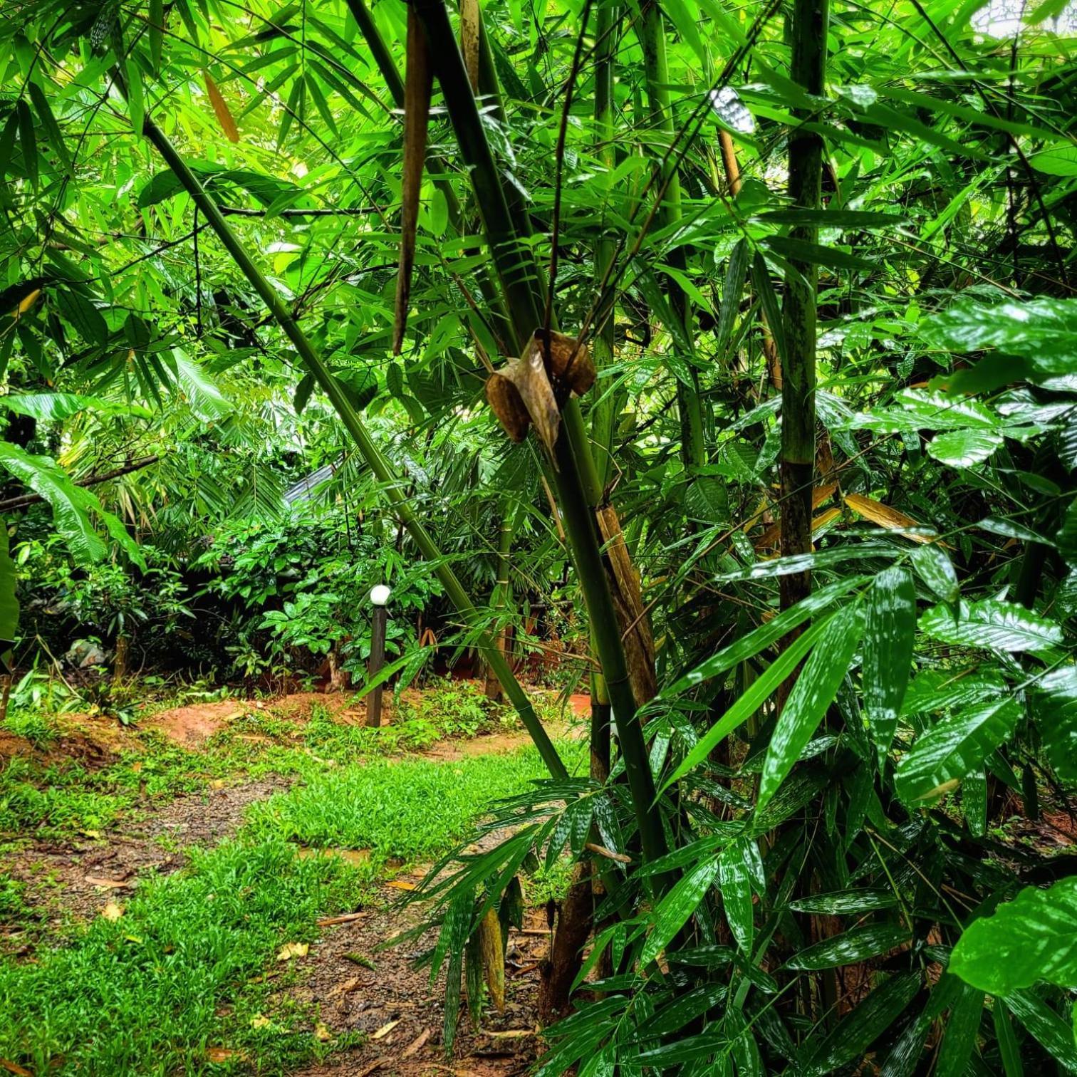 Greens Tree House & Wood House Sultan Bathery Buitenkant foto